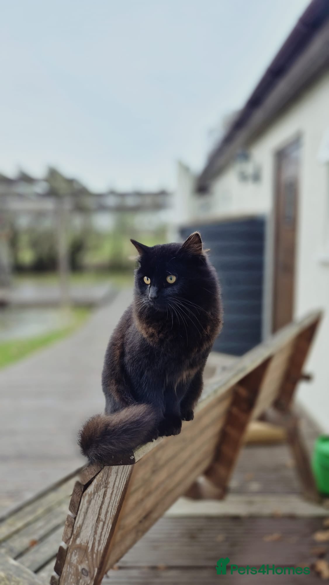 Mixed Breed cats Domestic long hair, black male - Advert 14