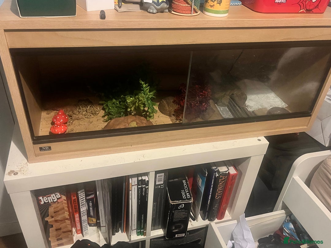 Leopard Gecko reptiles for sale: Leopard gecko for sale - Image 3