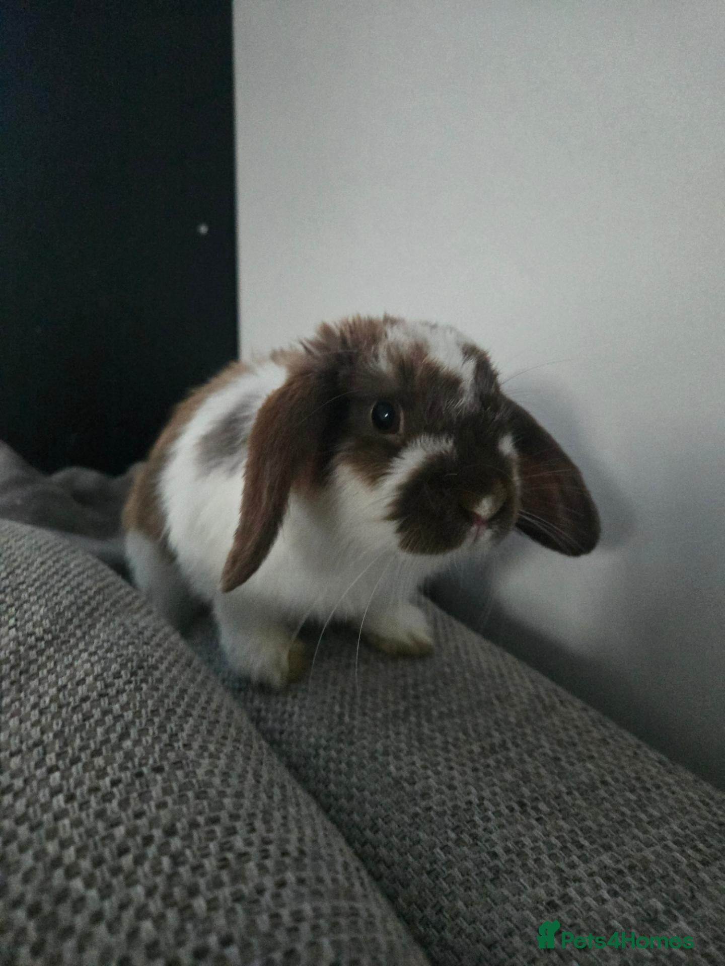 Dwarf Lop rabbits 10 month old brown and white rabbit  - Advert 6