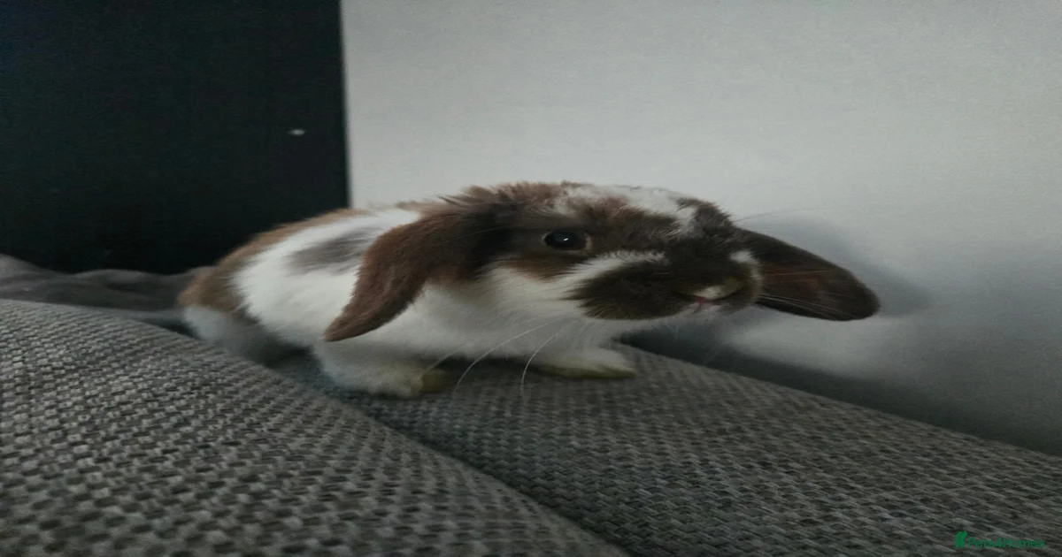 10 month old brown and white rabbit for sale in Hinckley | Pets4Homes
