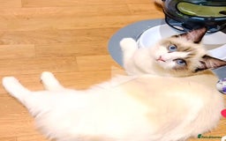 Ragdoll cats for sale: GCCF RAGDOLLS  - Image 8