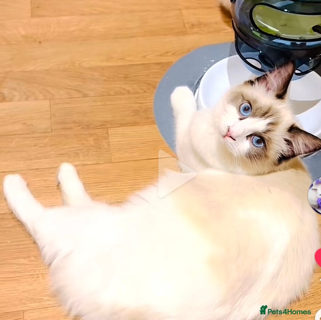 Ragdoll cats for sale: GCCF RAGDOLLS  - Image 8