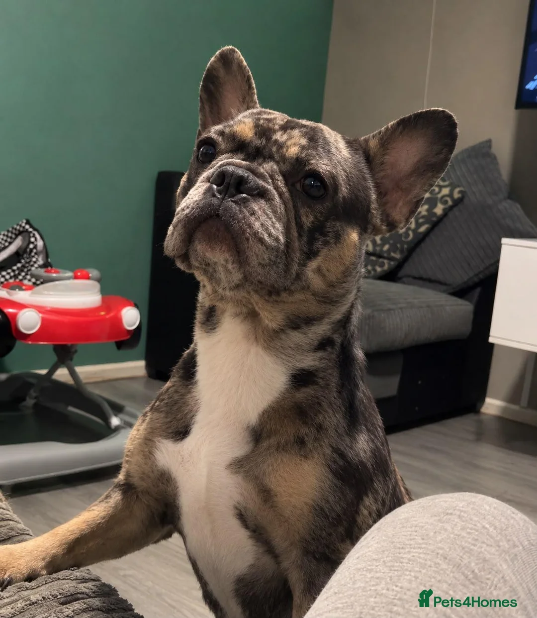 Mixed Breed dogs for sale: 5 beautiful rare French American bulldog puppies. in London - Advert 1