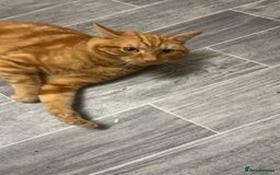 Domestic Shorthair cats for sale: Friendly Ginger Tabby Cat Looking for a Loving Hom - Image 5