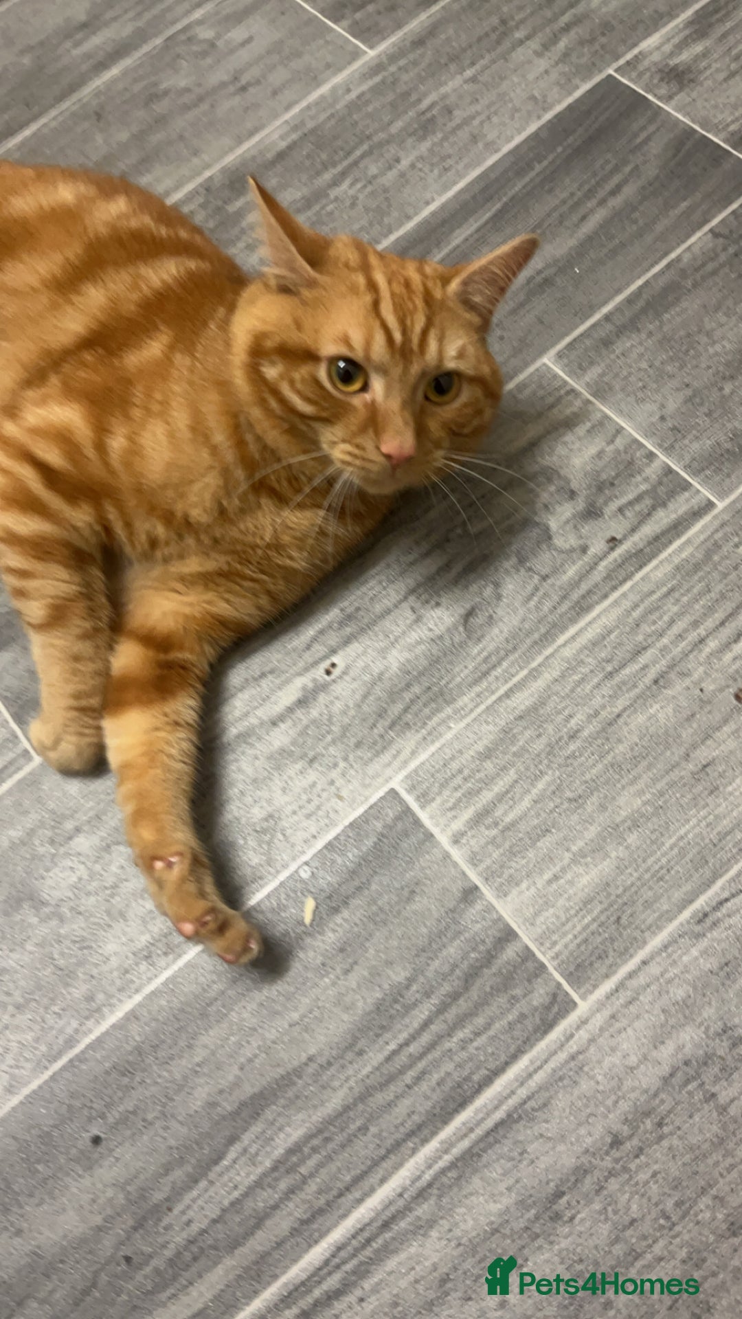 Domestic Shorthair cats for sale: Friendly Ginger Tabby Cat Looking for a Loving Hom - Image 5