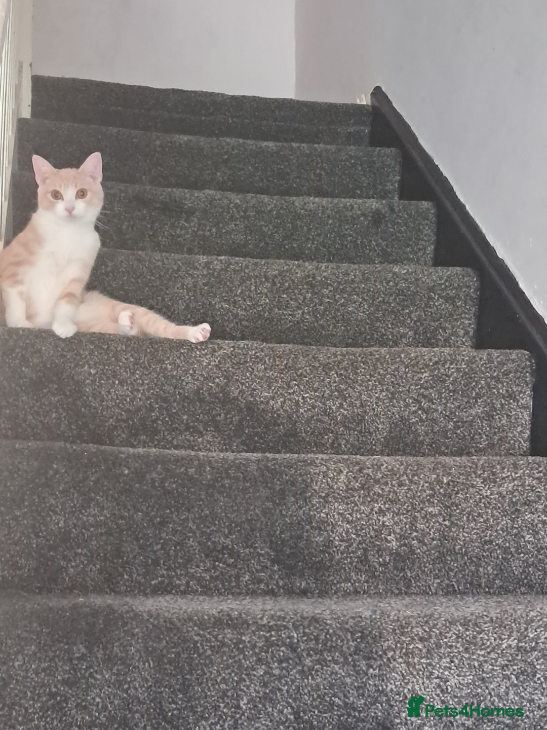 British Shorthair cats for sale: Two female cats - Image 4