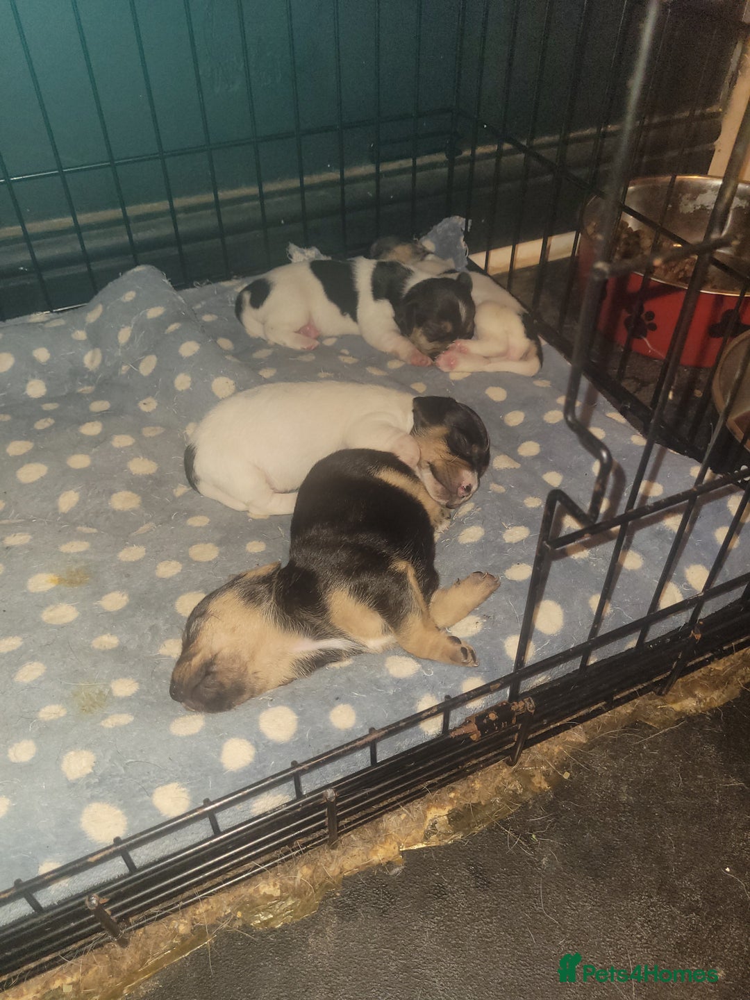 Jack Chi dogs for sale: Beautiful Jack Chi girls - Image 6