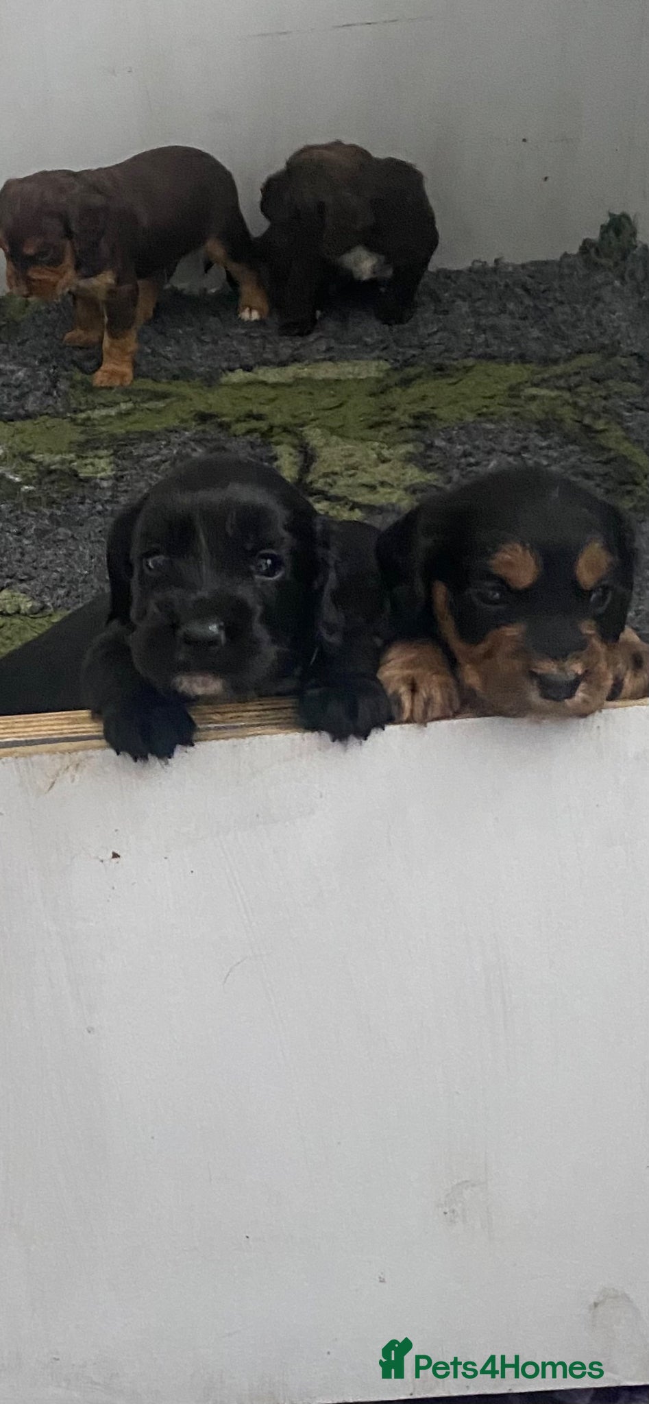 Cocker Spaniel dogs Working Cocker Spaniel Boys - Advert 3