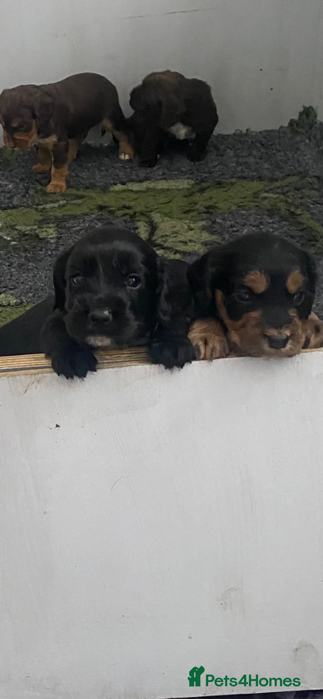 Cocker Spaniel dogs for sale: Working Cocker Spaniel Boys - Advert 1