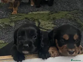 Cocker Spaniel dogs Working Cocker Spaniel Boys - Advert 6