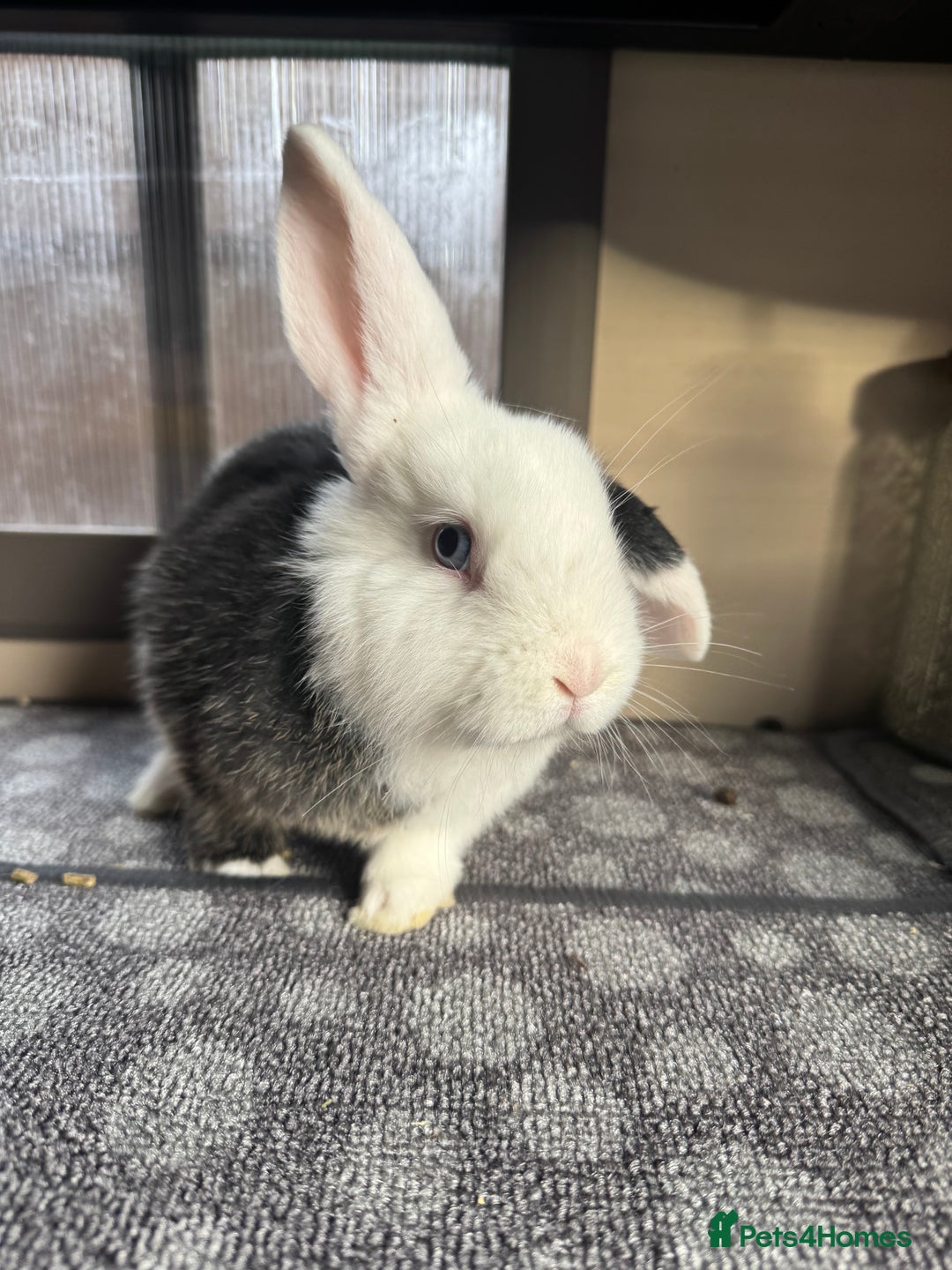 Mini Lop rabbits for sale: Mini Lops Vienna Gene 1 Female and 3 Male  - Advert 4