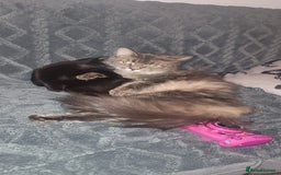 Maine Coon cats for sale: FEMALE MAINCOONE AND BRITISH SHORT HAIR CROSS - Image 1