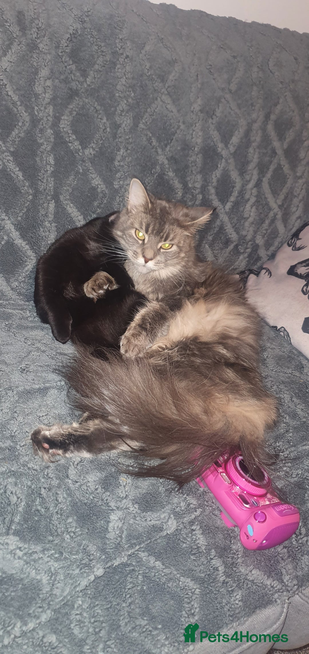 Maine Coon cats for sale: FEMALE MAINCOONE AND BRITISH SHORT HAIR CROSS - Image 1