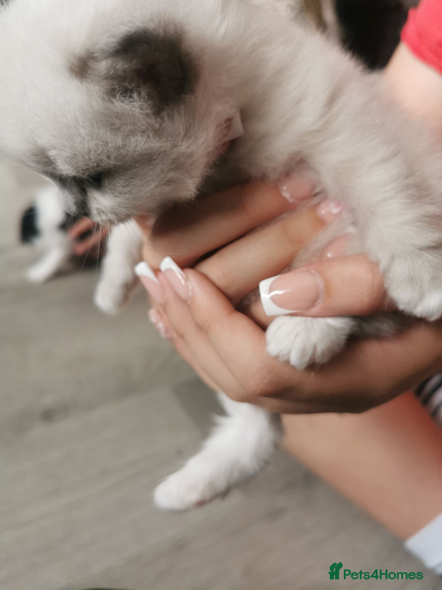 Mixed Breed cats Persian x ragdoll kittens for sale  - Advert 1