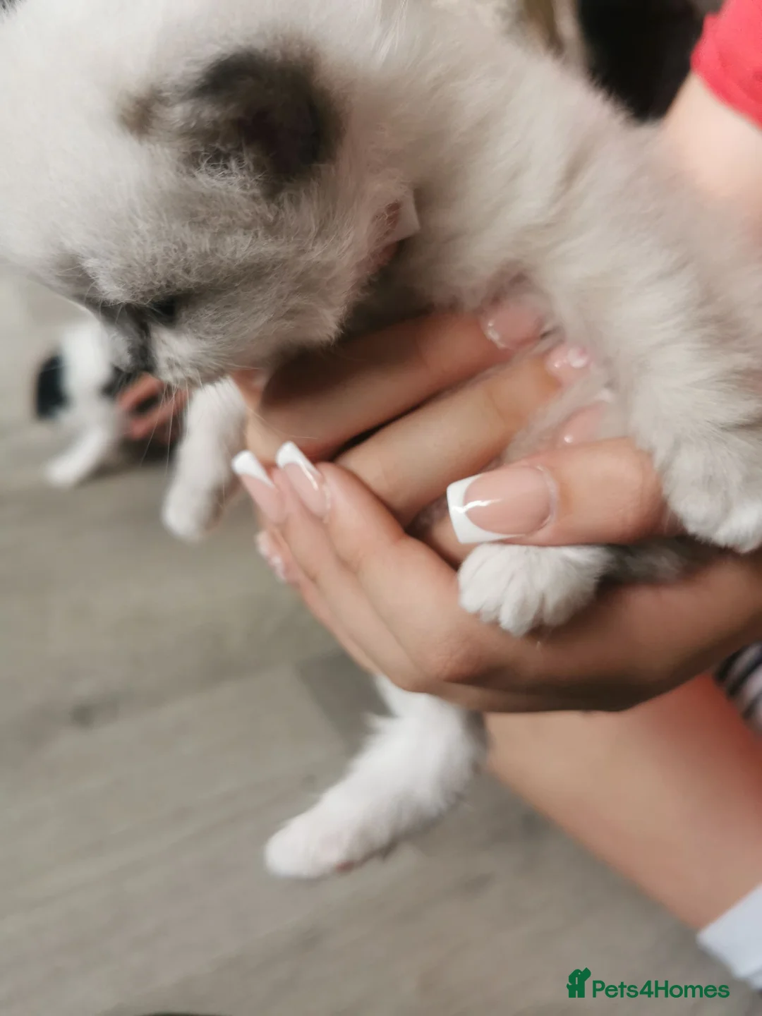 Mixed Breed cats for sale: Persian x ragdoll kittens for sale  in Bootle - Advert 1