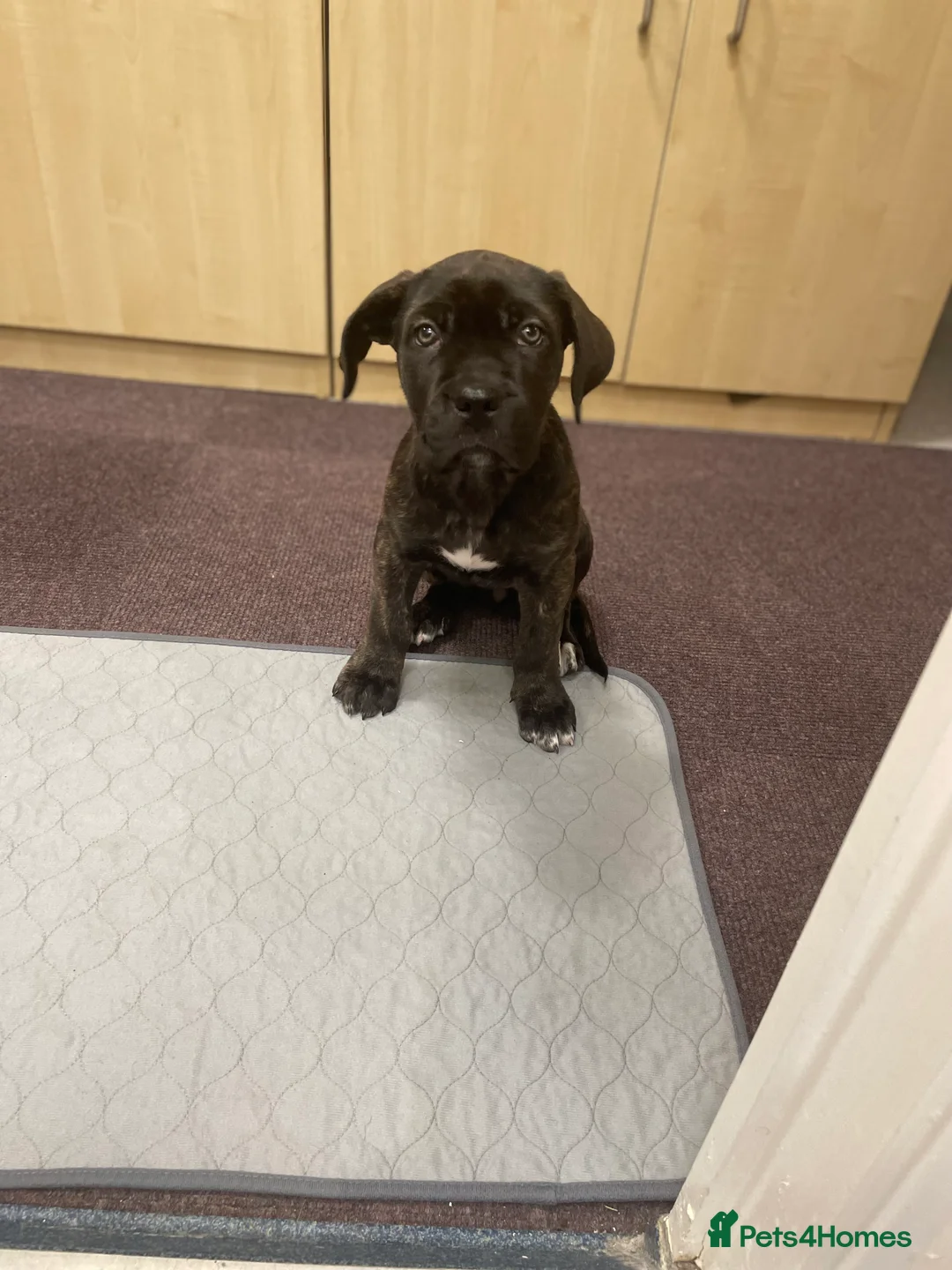 Mixed Breed dogs for sale: Angel the cane canario in Buckingham - Advert 3