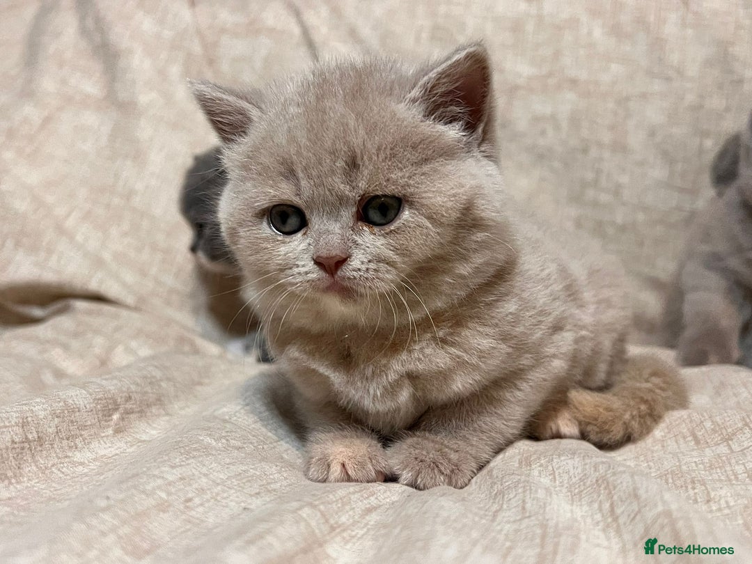British Shorthair cats for sale: Multicolour GCCF Registered BSH kittens - Advert 12