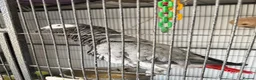 Parrots birds for sale: 2 x African grey - Advert 4