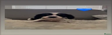 Mixed Breed Puppy 3
