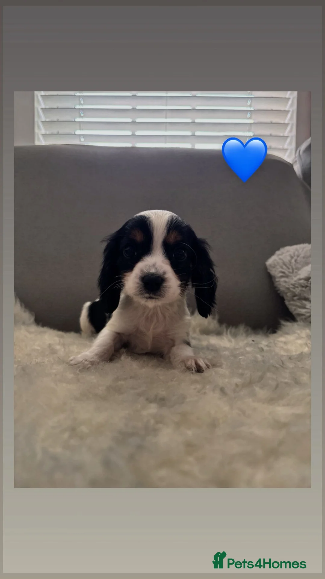 Mixed Breed dogs for sale: Cocker Puppies - Advert 2
