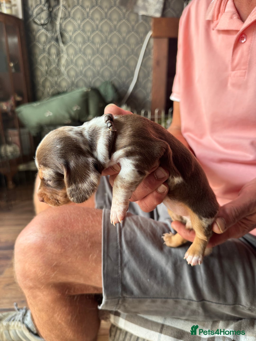 Miniature Dachshund dogs for sale: 🐾 Miniature Dachshund Puppies for Sale 🐾 - Image 27