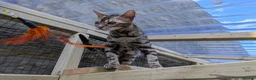 Bengal cats for sale: 🖤🩶🤍 BEAUTIFUL BENGAL KITTENS 🤍🩶🖤 - Advert 33