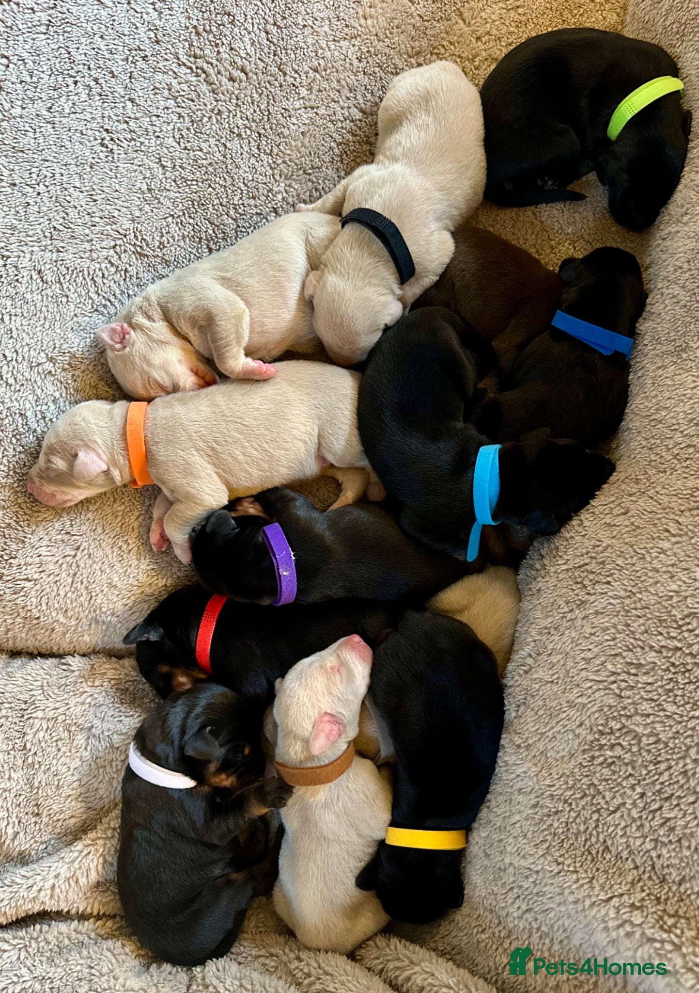 Dobermann dogs KC registered health tested Dobermann puppies  - Advert 2