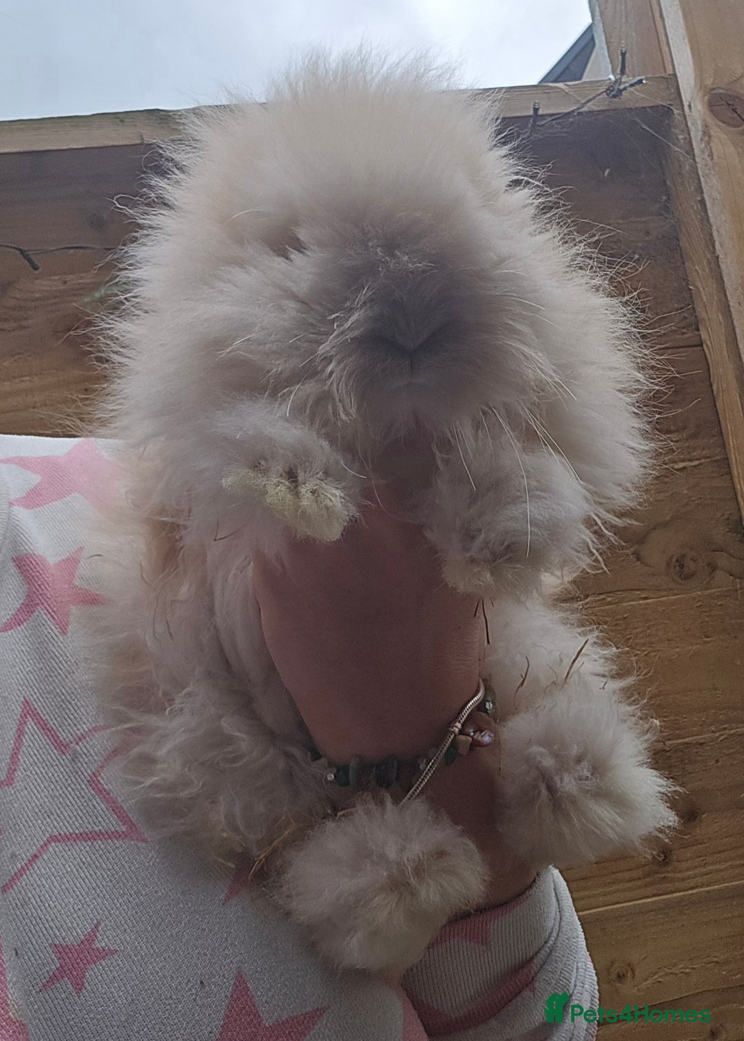 Angora rabbits for sale: Poor little man... - Image 9