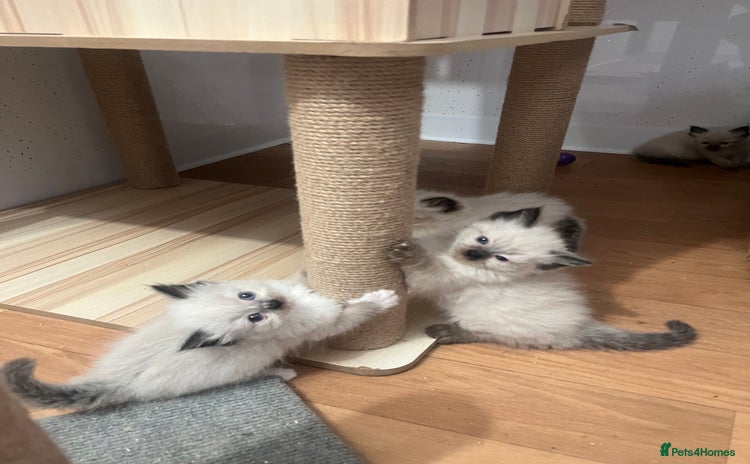 Ragdoll cats - Advert 1