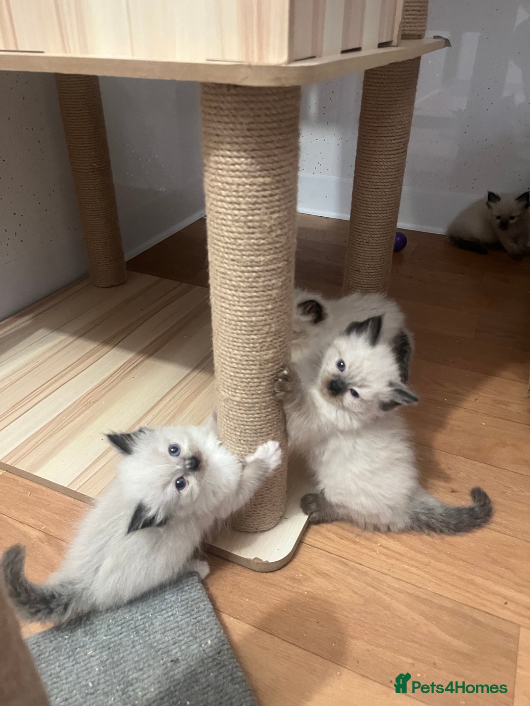 Ragdoll cats for sale: Ragdoll girls  - Image 1