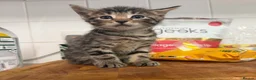 Mixed Breed cats for sale: 2 beautiful tabbys - Advert 2