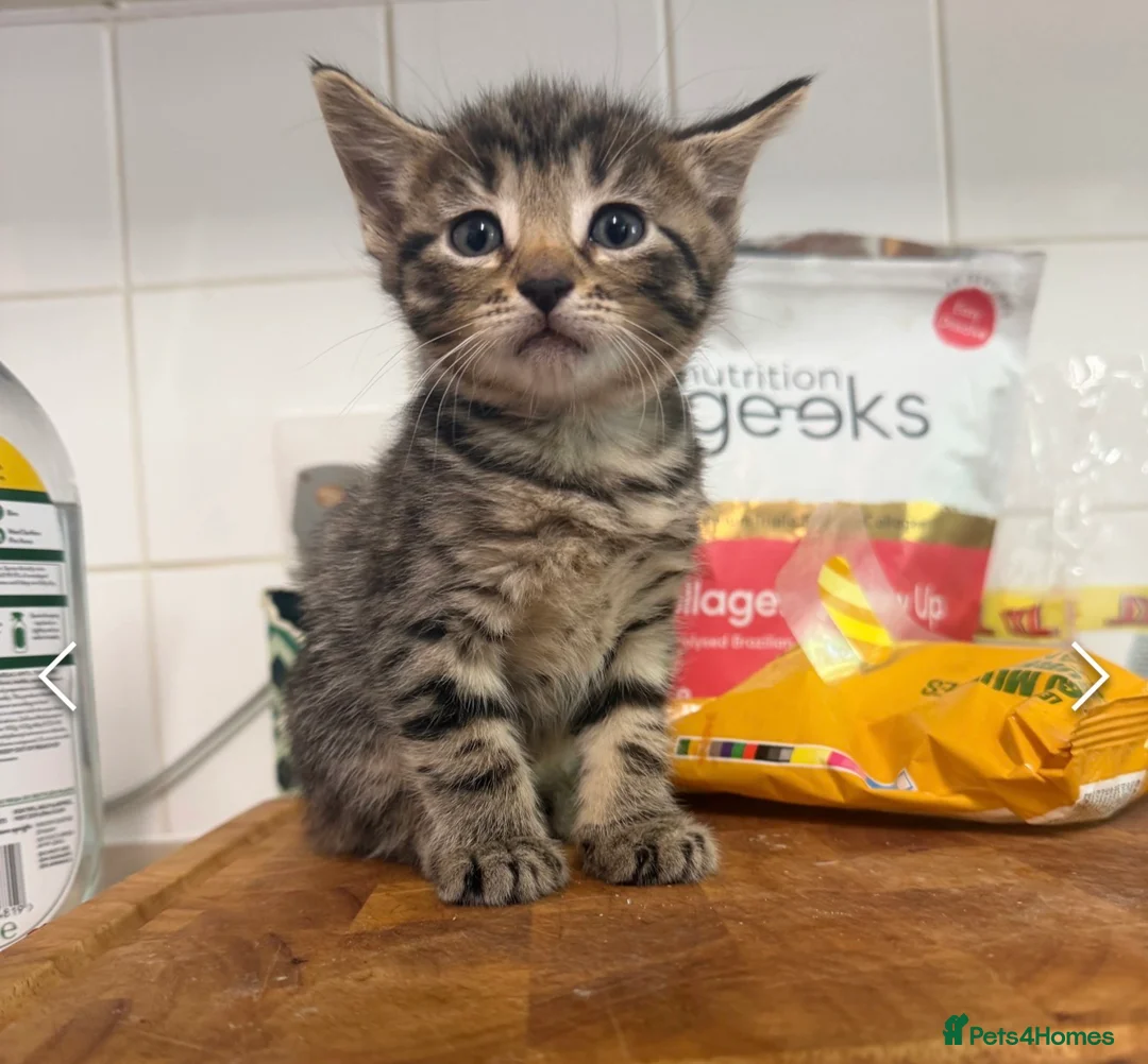 Mixed Breed cats for sale: 2 beautiful tabbys - Advert 2