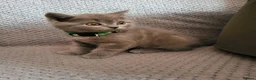 British Shorthair cats for sale: 4 adorable British Shorthair kittens - Advert 15
