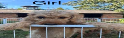 Labradoodle dogs for sale: Adorable Small Labradoodle Puppies - Advert 7