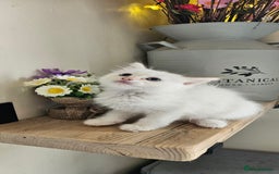 Ragdoll cats for sale: Stunning Ragdoll boys avalible  - Image 1
