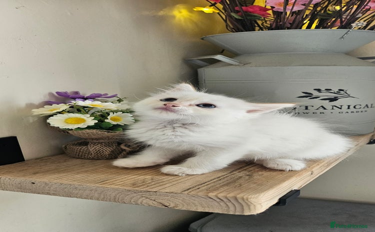 Ragdoll cats - Advert 8