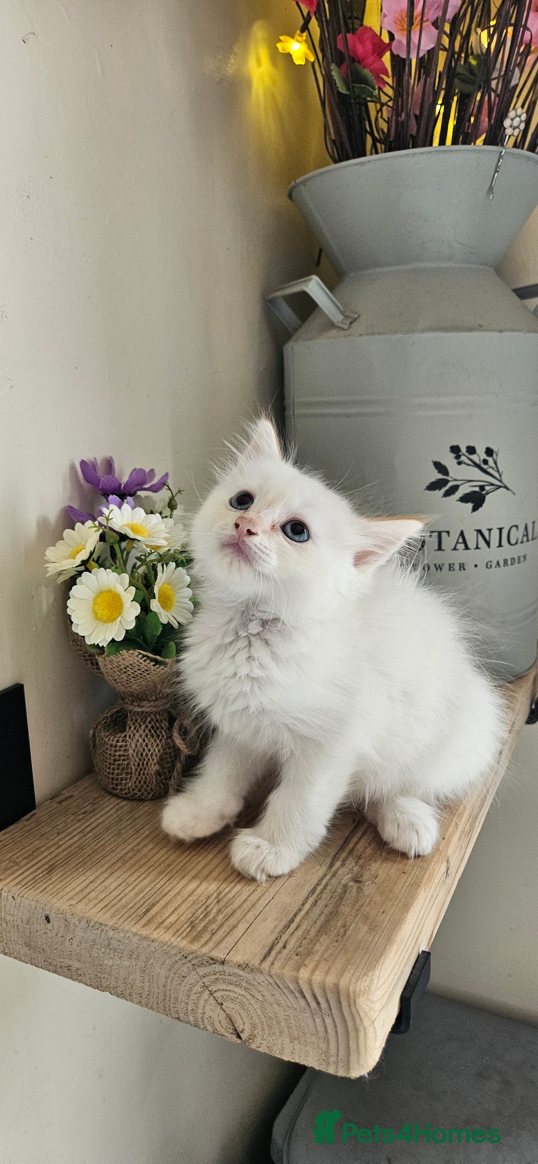 Ragdoll cats for sale: Stunning Ragdoll boys avalible  - Image 1