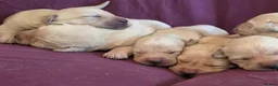 Goldador dogs for sale: Gorgeous KC Line Goldador Puppies 🐾  - Advert 22