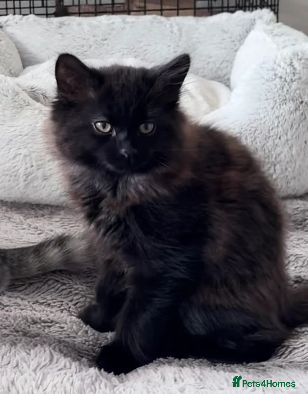 Mixed Breed cats for sale: Beautiful British Shorthair x Bengal kittens - Advert 2