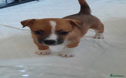 Jack Russell dogs for sale: Mini jack russells  - Image 22
