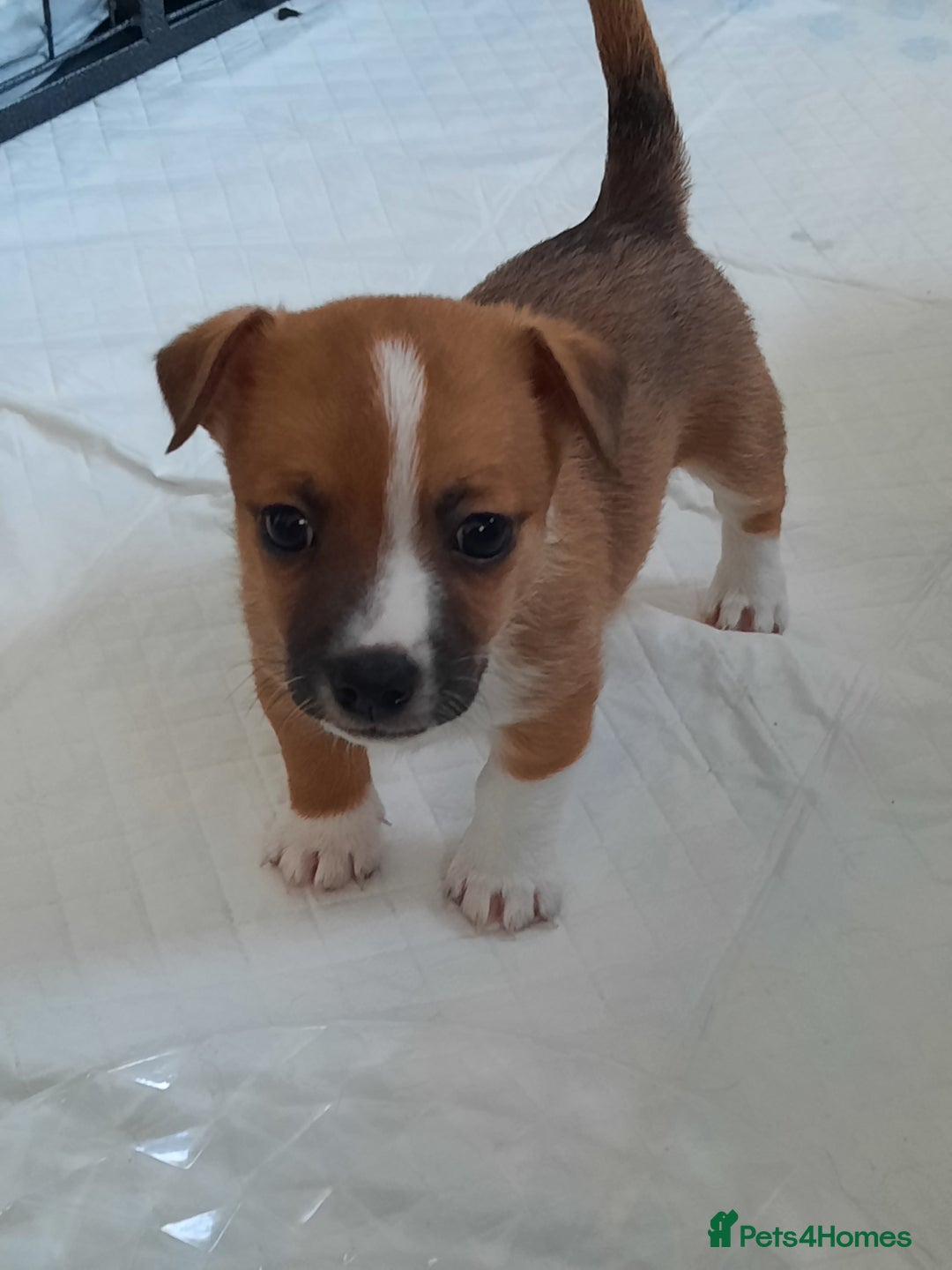Jack Russell dogs for sale: Mini jack russells  - Image 22