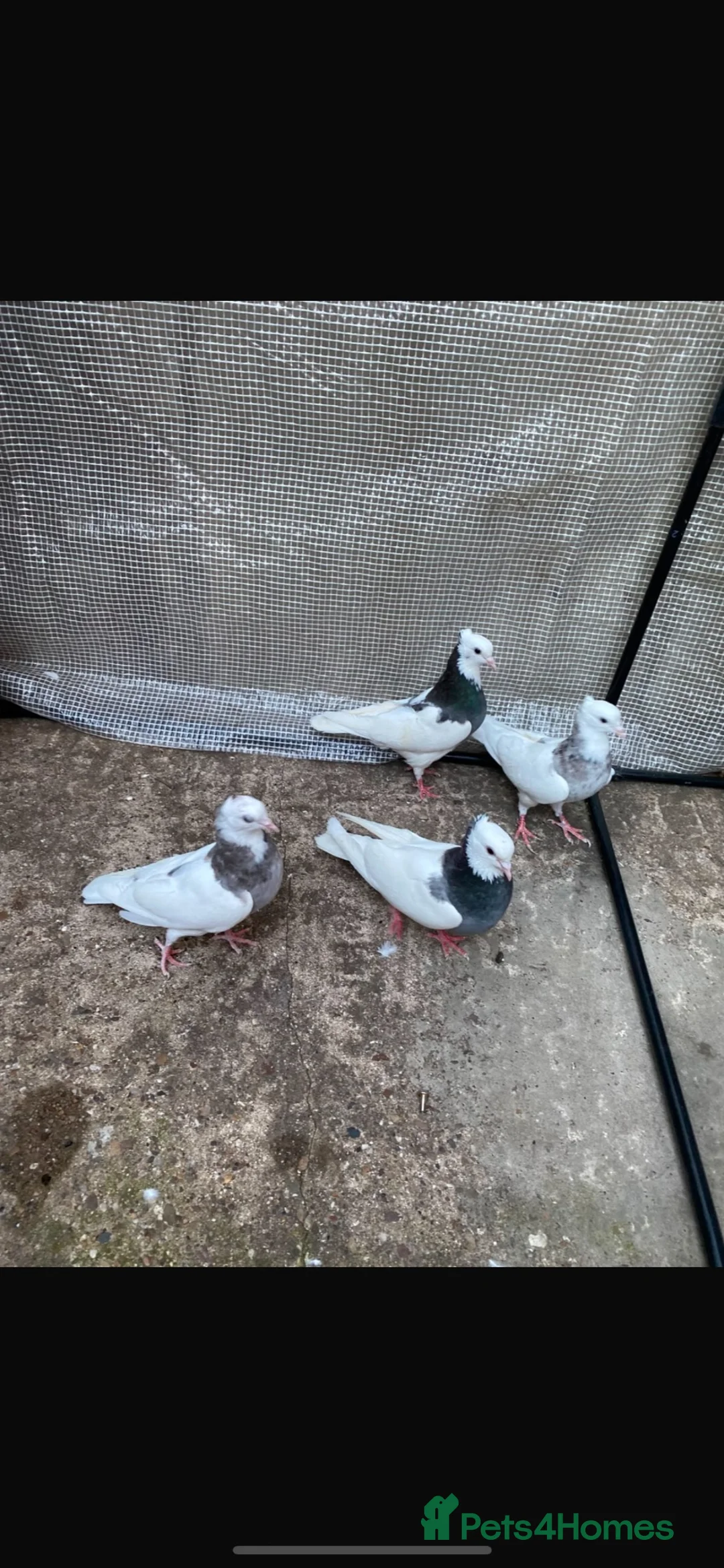 Pigeons birds for sale: Iranian pigeons  in Sheffield - Advert 1