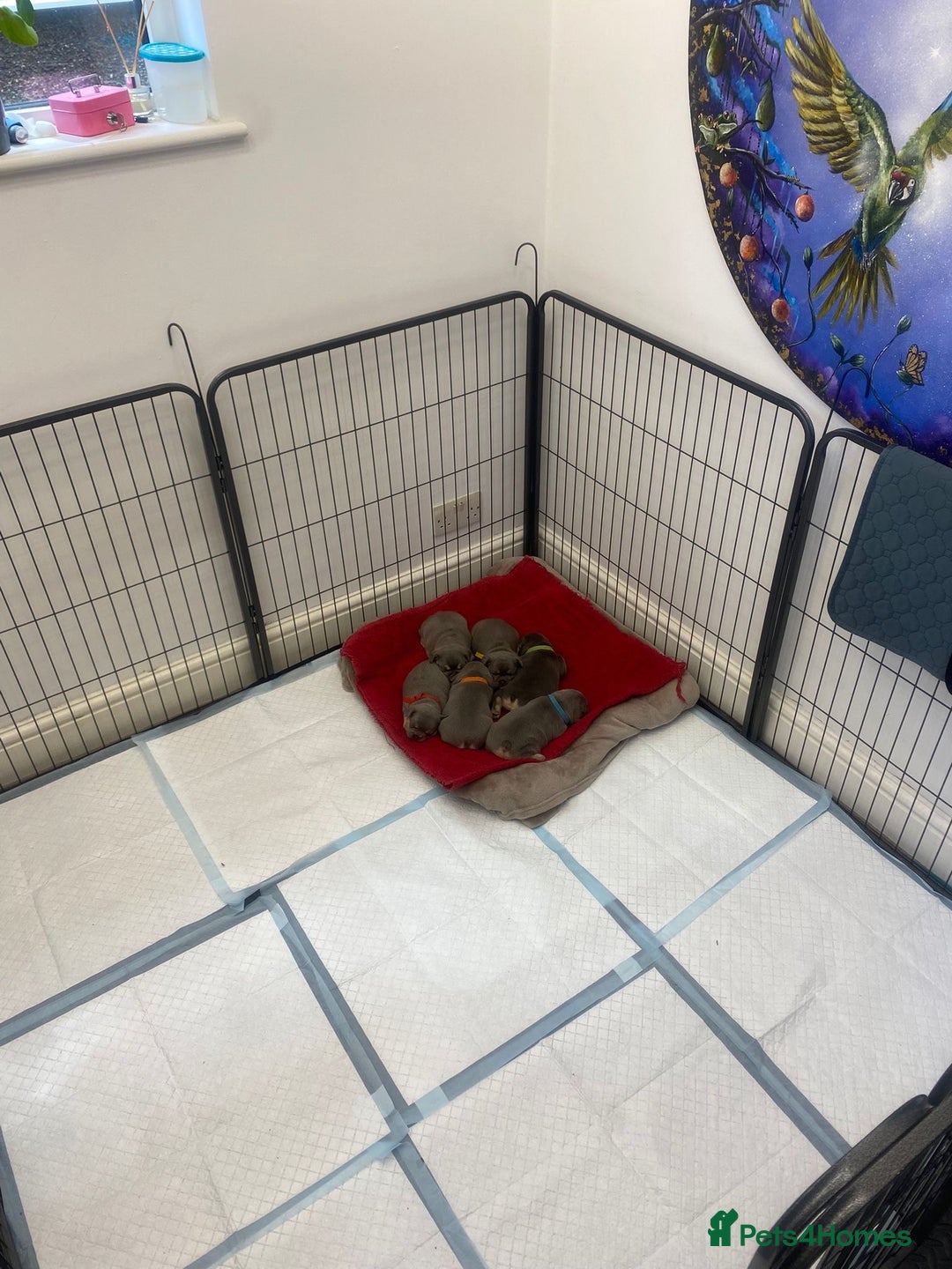 French Bulldog dogs for sale: 6 French Bulldog puppies (3 girls, 3 boys) - Image 7