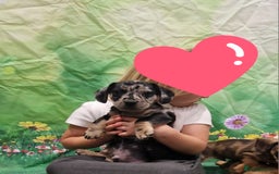 Mixed Breed dogs for sale: Dapple Dachshund mixed breed pups  - Image 11