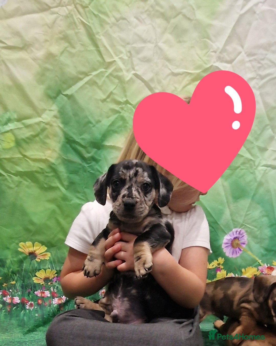 Mixed Breed dogs for sale: Dapple Dachshund mixed breed pups  - Image 11