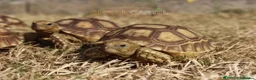 Tortoise reptiles for sale: BABY SULCATAS AND SET UPS - Advert 9