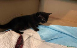 British Shorthair cats for sale: Kittens for sale - Image 6