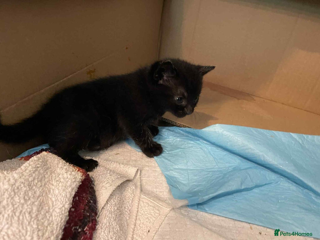 British Shorthair cats for sale: Kittens for sale - Image 6