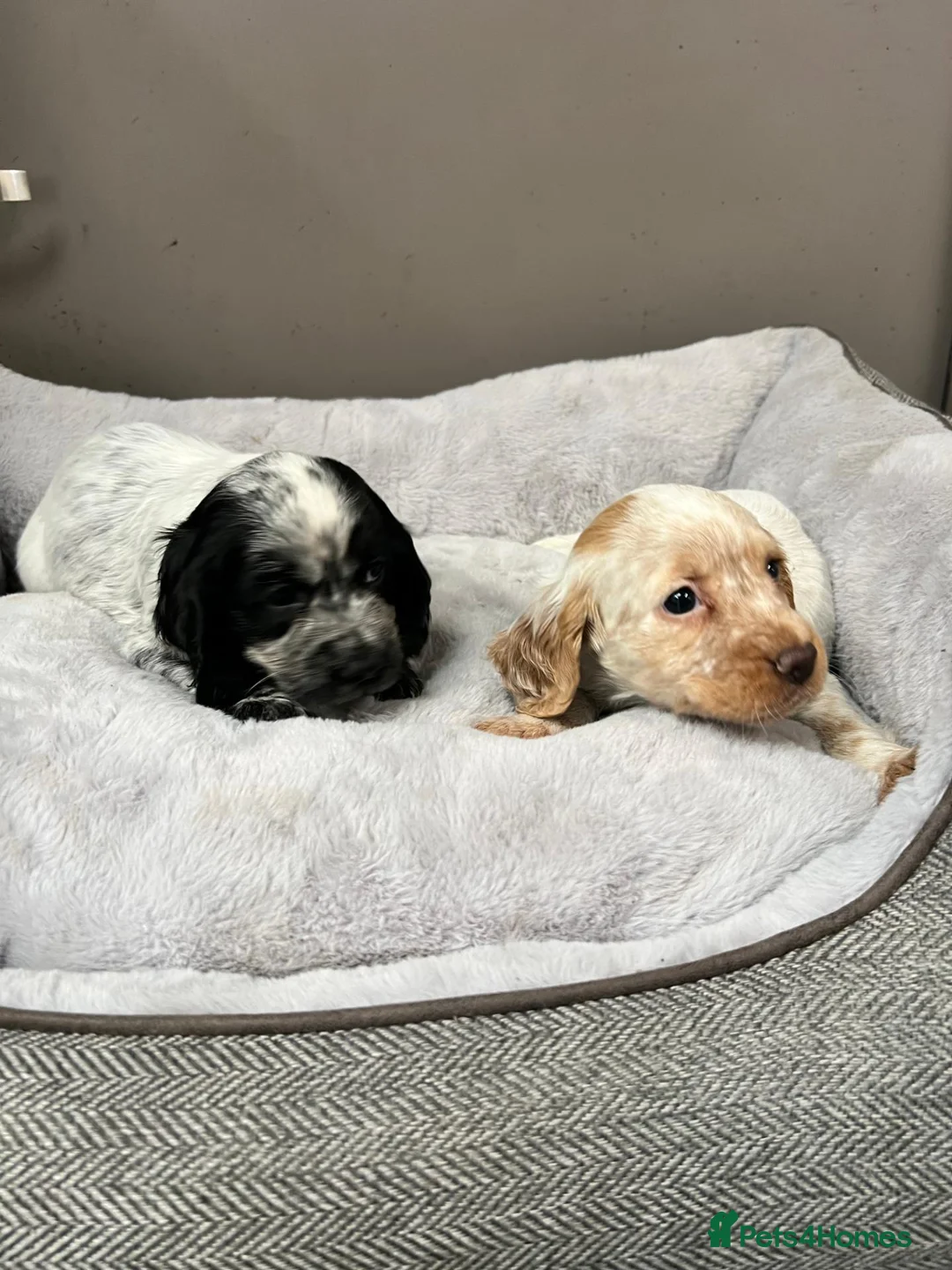 Cocker Spaniel dogs for sale: Top Quality KC Reg Roan working cocker puppies - Advert 2