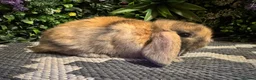 Mini Lop rabbits for sale: Superb pure bred mini lops available  - Advert 31